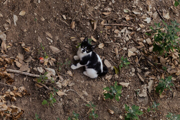 cat in a garden © Lara