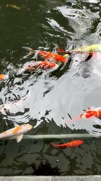 4K Footage of Many Ornamental Koi Fish Gathering in Garden Pond, Symbol of Good Fortune