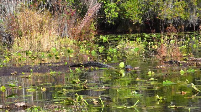 American alligator (Alligator mississippiensis) slowly moves among water lily leaves in the shallow water of the wetland ecosystem of Okefenokee National Wildlife Refuge, Georgia, USA.