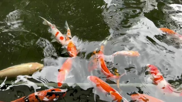 4K Footage of Many Ornamental Koi Fish Gathering in Garden Pond, Symbol of Good Fortune