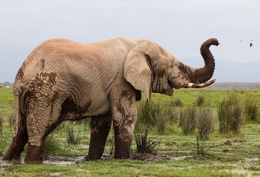 African elephant spraying mud during a cooling bath