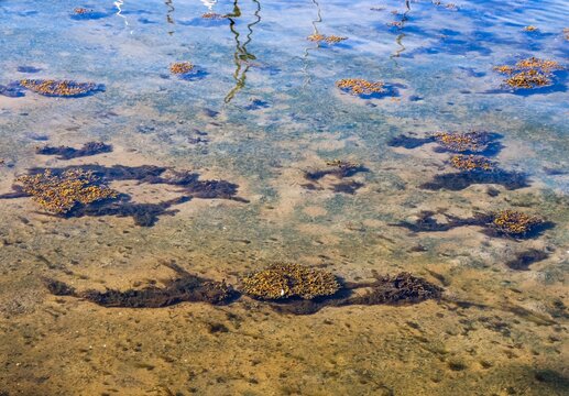 Clear shallow water showing seabed with algae