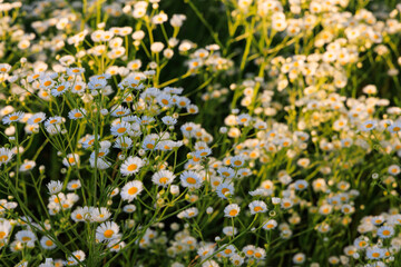 Obraz premium Daisy fleabane flowers grow in a field during late afternoon light in a natural setting