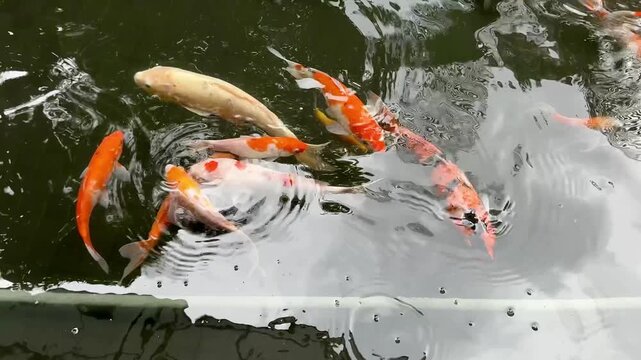 4K Footage of Many Ornamental Koi Fish Gathering in Garden Pond, Symbol of Good Fortune