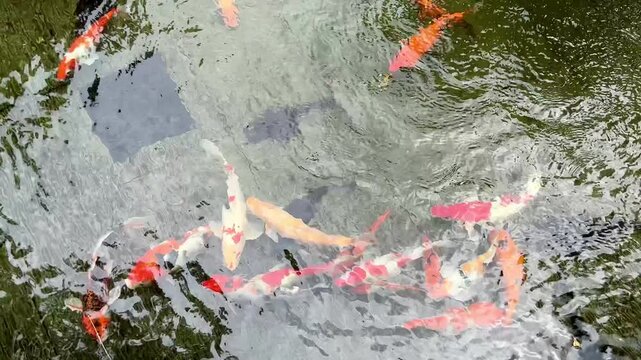 4K overhead footage of colorful koi fish swimming in green pond with water ripples. Seamless loop for zen garden, feng shui, wellness, meditation and mental health video content.