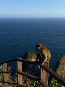 A brown monkey sits on a wooden railing overlooking a vast ocean. The scene captures a clear blue sky and calm water, emphasizing the natural beauty of the location.
