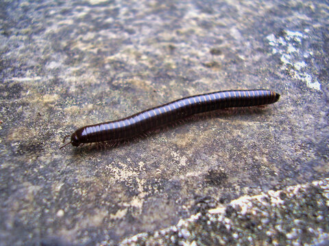 Ommatoiulus sabulosus or Striped Millipede crawling along a terrace in soth-west France
