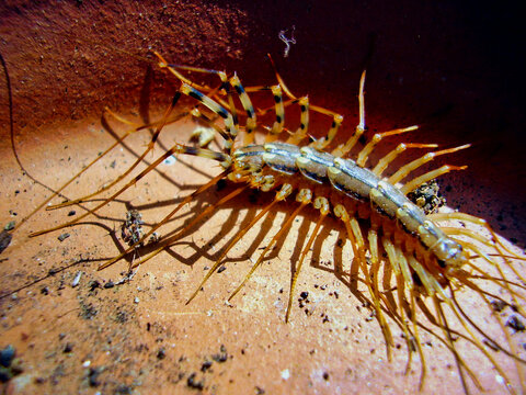 Close up of Scutigera coleoptrata aka House Centipede

