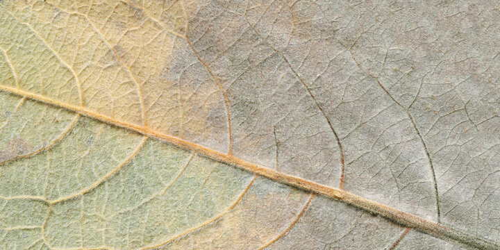 Dry autumn leaf texture, macro foliage background, close up vein