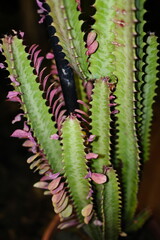 Fototapeta premium Euphorbia trigona succulent cactus with pink leaves