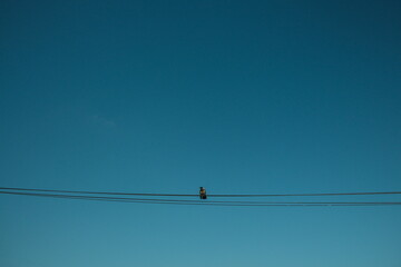 A single bird perched on power lines against a clear blue sky