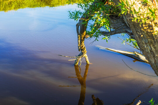 Beautiful view of tree branches extending over calm river with reflections in golden hour. Sweden.