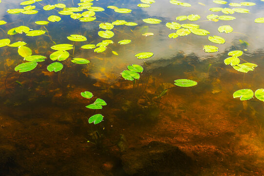 Close-up view of water lily leaves floating on clear river water with visible bottom. Sweden.