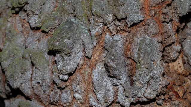 Close-up of rough tree bark texture with moss and lichen for natural backgrounds