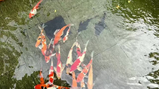 4K overhead footage of colorful koi fish swimming in green pond with water ripples. Seamless loop for zen garden, feng shui, wellness, meditation and mental health video content.