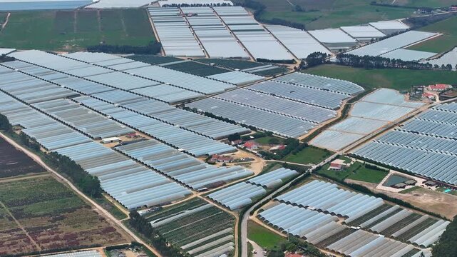 Aerial view of a polytunnel farm in a commercial greenhouse complex with extensive plastic greenhouses