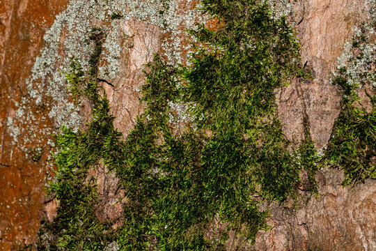 Close-up macro of vibrant green moss and pale lichen on weathered tree bark &mdash; perfect for nature backgrounds and texture design.