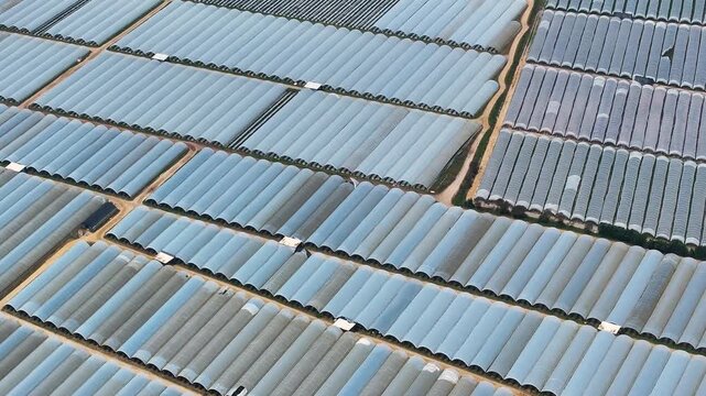 Aerial view of greenhouses in a polytunnel farm showcasing protected agriculture techniques