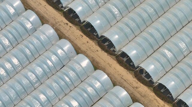 Overview of a greenhouse complex with polytunnel farms used for modern horticulture