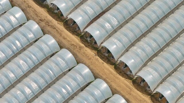 Greenhouse complex showcasing plastic greenhouses and polytunnel farm in modern horticulture