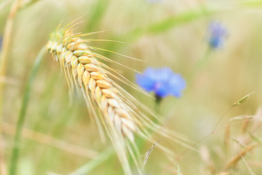 Closeup of cereal grain. Plant background.