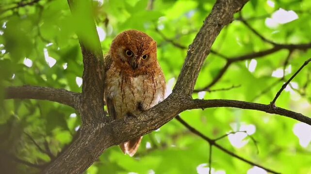 Oriental Scops Owl Perched Among Foliage