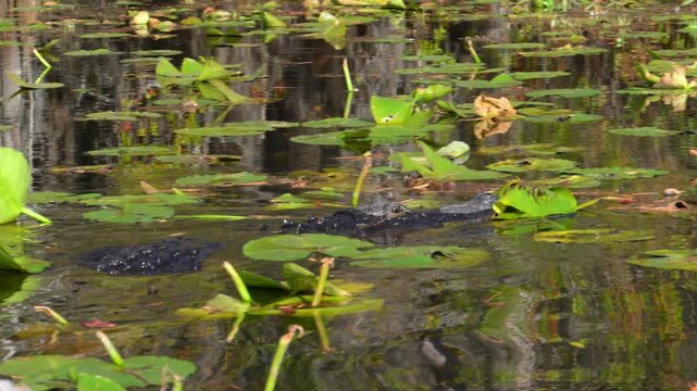 American alligator (Alligator mississippiensis) slowly moves among water lily leaves in the shallow water of the wetland ecosystem of Okefenokee National Wildlife Refuge, Georgia, USA.