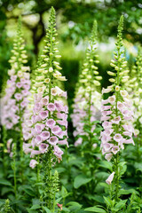 Close-up of Blooming Foxglove in a Spring Park © 墨枫