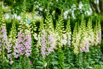 Close-up of Blooming Foxglove in a Spring Park © 墨枫