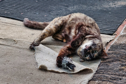 A cat is on a mat rolled up on the ground playing with a bird. The setting is outside, and people may be nearby. It is daytime