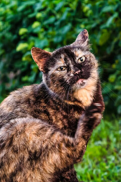 A cat is scratching its ear with its paw in a garden filled with green plants. Sunlight shines on the cat's fur as it takes care of itself