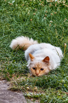 A cat with light fur is crouching low in the grass, focusing on something nearby. It is daytime and the garden has green grass and some flowers