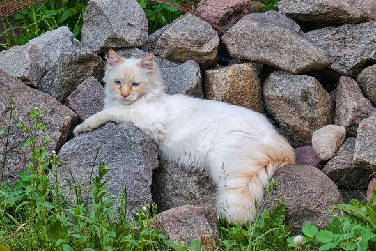 A cat lies on a pile of rocks in a garden. It is surrounded by grass and stones. The setting is bright with natural light