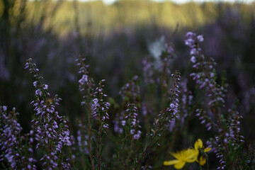 Obraz premium The color of lavender: lilac and violet. Lavender flowers in August