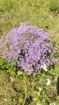Blooming Limonium with clusters of small purple flowers in a natural meadow