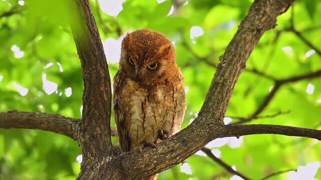 Oriental Scops Owl Perched Among Foliage