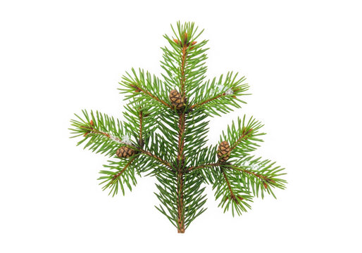 Fresh green pine tree branch with small brown cones for winter holiday decoration isolated on transparent background