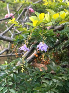 Purple Duranta flowers blooming on green leafy branches in a sunny morning garden