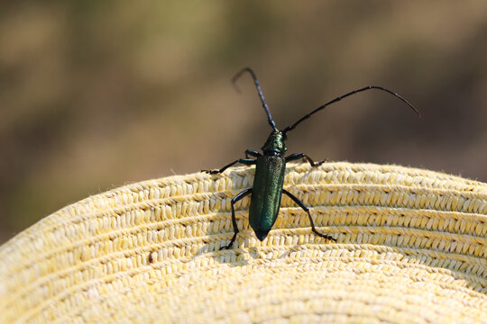 bug on a hat