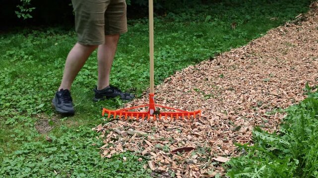 Man spreading wood chips with rake to create natural garden path, sustainable landscaping and eco-friendly gardening