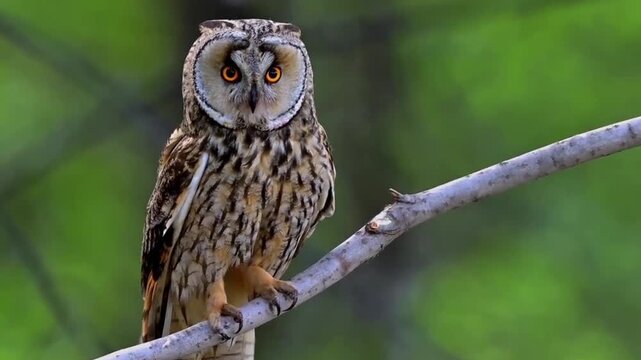 Long-eared Owl on Branch