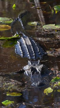 An American alligator (Alligator mississippiensis) lies in shallow water among aquatic vegetation within the wetland ecosystem of Okefenokee National Wildlife Refuge, Georgia, USA