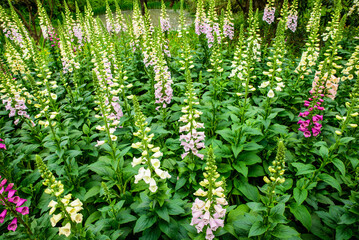 Close-up of Blooming Foxglove in a Spring Park © 墨枫