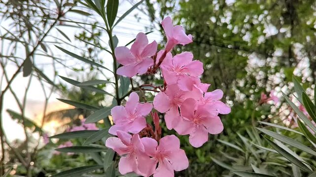 pink flowers blooming in the garden 