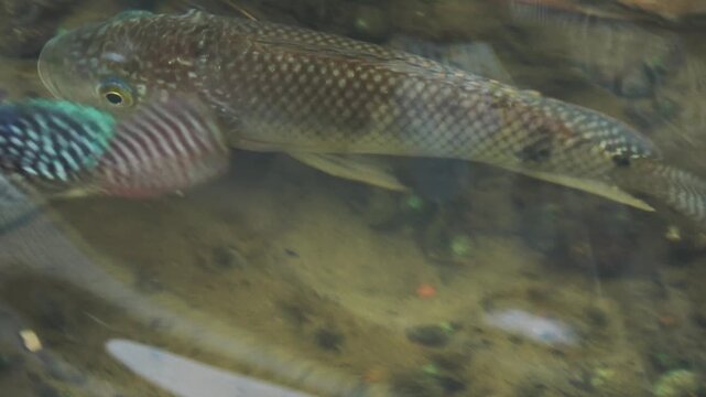 Close-up of tilapia swimming freely in a stream.