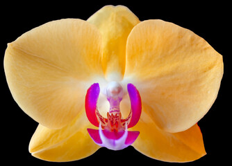 Yellow and orange Phalaenopsis orchid flower close-up isolated on black background.  © azteka
