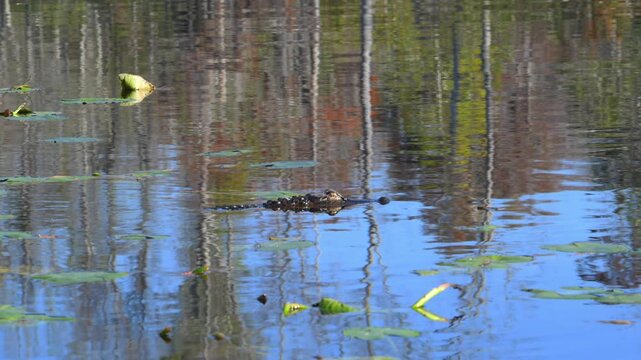 An American alligator (Alligator mississippiensis) moves across the water surface in the wetland ecosystem of Okefenokee National Wildlife Refuge, Georgia, USA