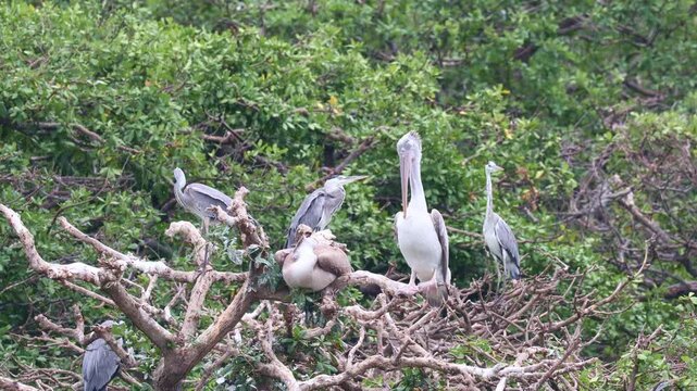 Spot-Billed Pelicans and Grey Herons Preening in Mangrove Tree After Fishing &ndash; Morning Wildlife. A beautiful wildlife scene showing Spot-Billed Pelicans and Grey Herons perched in a mangrove region.