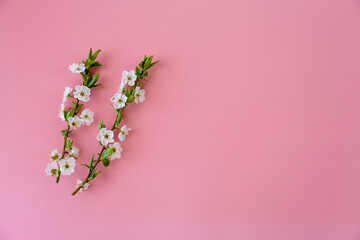 Fototapeta premium spring floral composition with blooming cherry branches and pastel backdrop