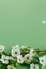 Obraz na płótnie Canvas gentle spring floral background with white blossoms and soft green tones